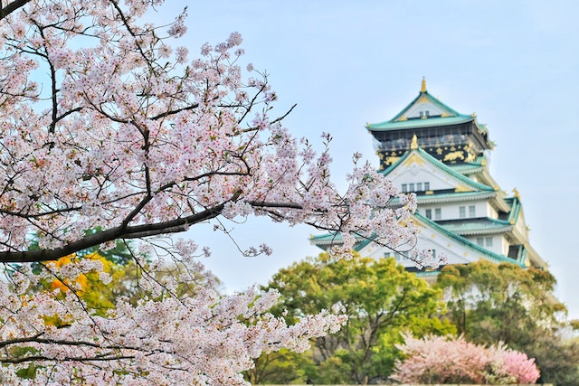 Japanese Cherry Blossom